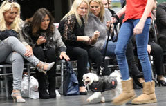 Ginger Ted on the cat(dog)walk at the I Love Variety Fashion Show 2017