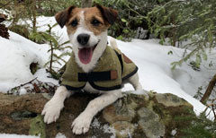 Benji the Jack Russell wearing Ginger Ted Tweed Dog Coat