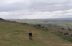 Exploring dog friendly Yorkshire at the top of Malham Cove