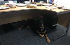 Rescue Rottie Lexi the office dog