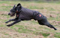sighthound running in field wearing dog coat