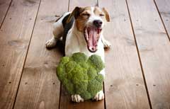Can dogs be vegan Should your dog go meat free too Ginger Ted Ltd