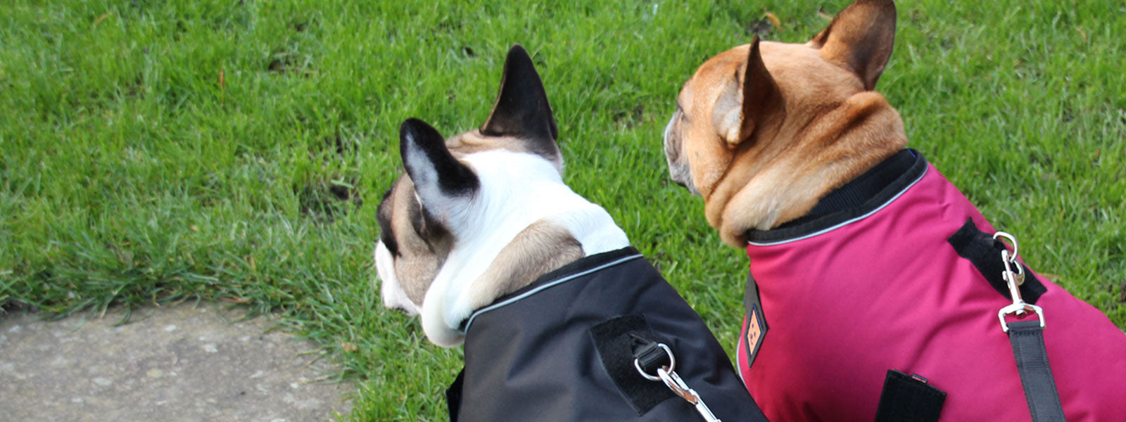 Ginger Ted waterproof dog coats & clothing. Harness compatible for standard breeds, Sitehounds or Dachshunds