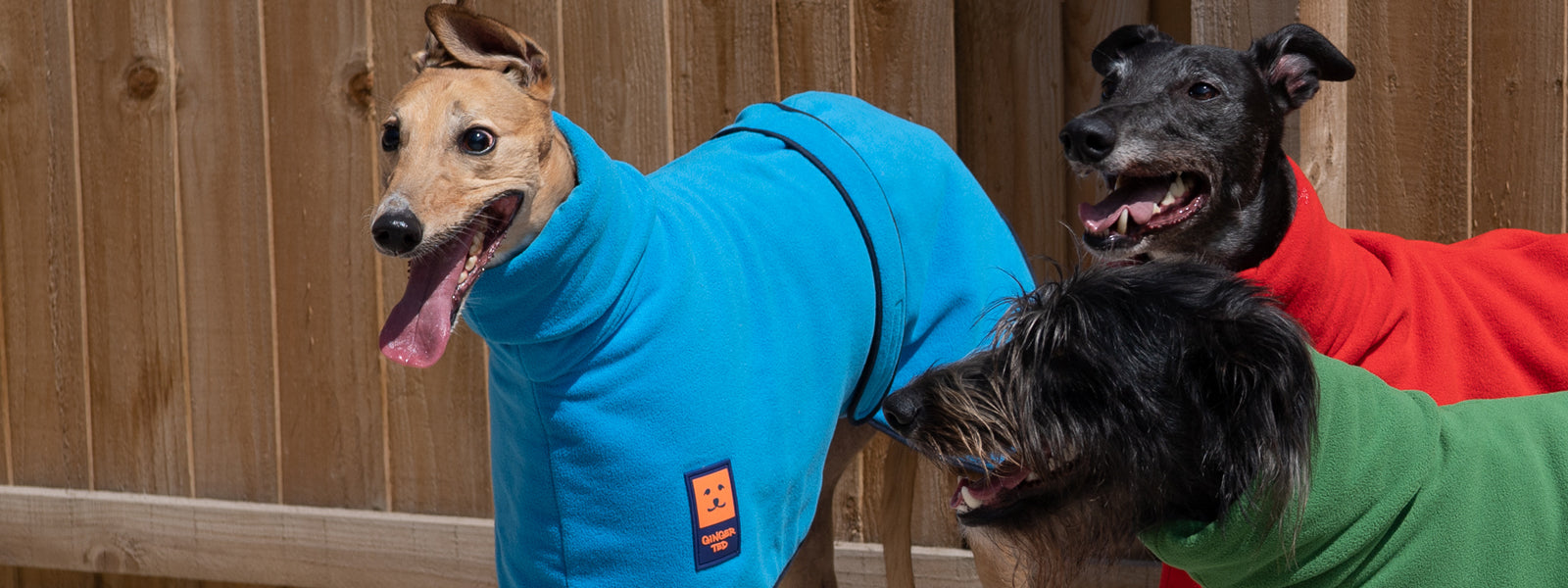 Ginger Ted coats & clothing suitable for Greyhounds, Whippets & Lurchers. Waterproof, lightweight and warm thermal styles