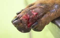 Preventing Alabama Rot