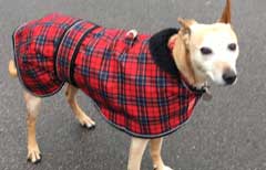 Honey the rescue dog