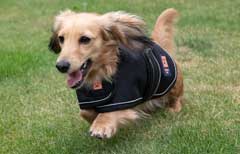 Dachshund running in a dog coat by Ginger Ted