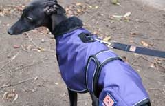 harness dog coat by ginger ted
