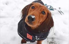 Christmas winner Paul mini long haired dachshund