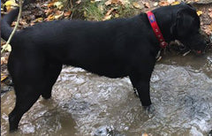dog friendly autumn spring adventures black Labrador in a stream