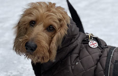 Tips to keep your dog warm in winter. Dachshund in the snow wearing a Ginger Ted Thermal Quilted Harness Dachshund Dog Coat