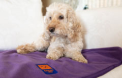 #StayHome with a Ginger Ted Cosy Fleece pet blanket
