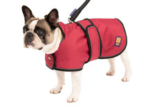 Frenchie wearing Ginger Ted dog coat with harness slot