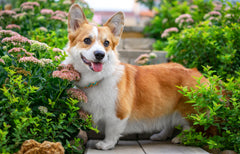 Pembroke Welsh Corgi