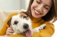 Jack Russell Terrier at home cuddling owner, spending time with your dog on Valentines Day by Ginger Ted