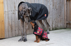 Big dog coats from Ginger Ted for larger dog breeds