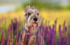 schnauzers are more likely to get hayfever