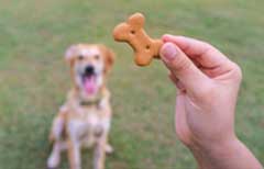 Reward your dog with treats during training