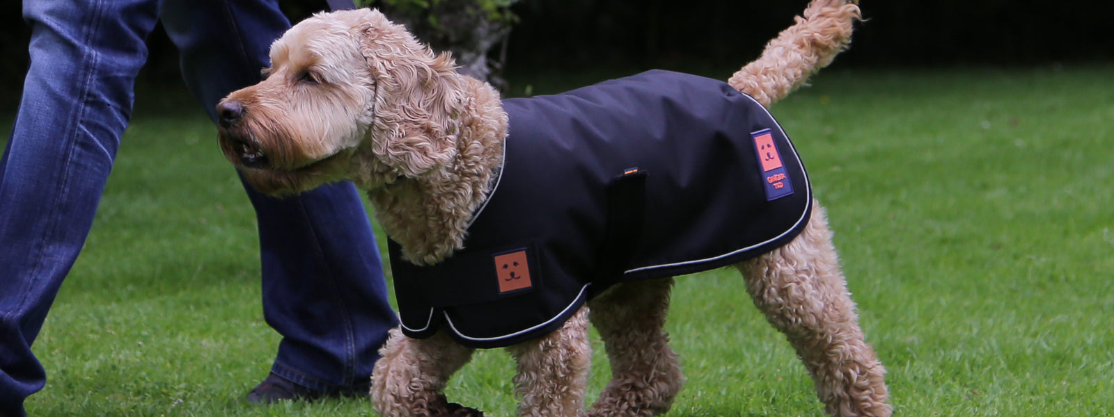 Ginger Ted dog coats & clothing. Waterproof, lightweight and warm thermal styles. Models suitable for all types of breeds