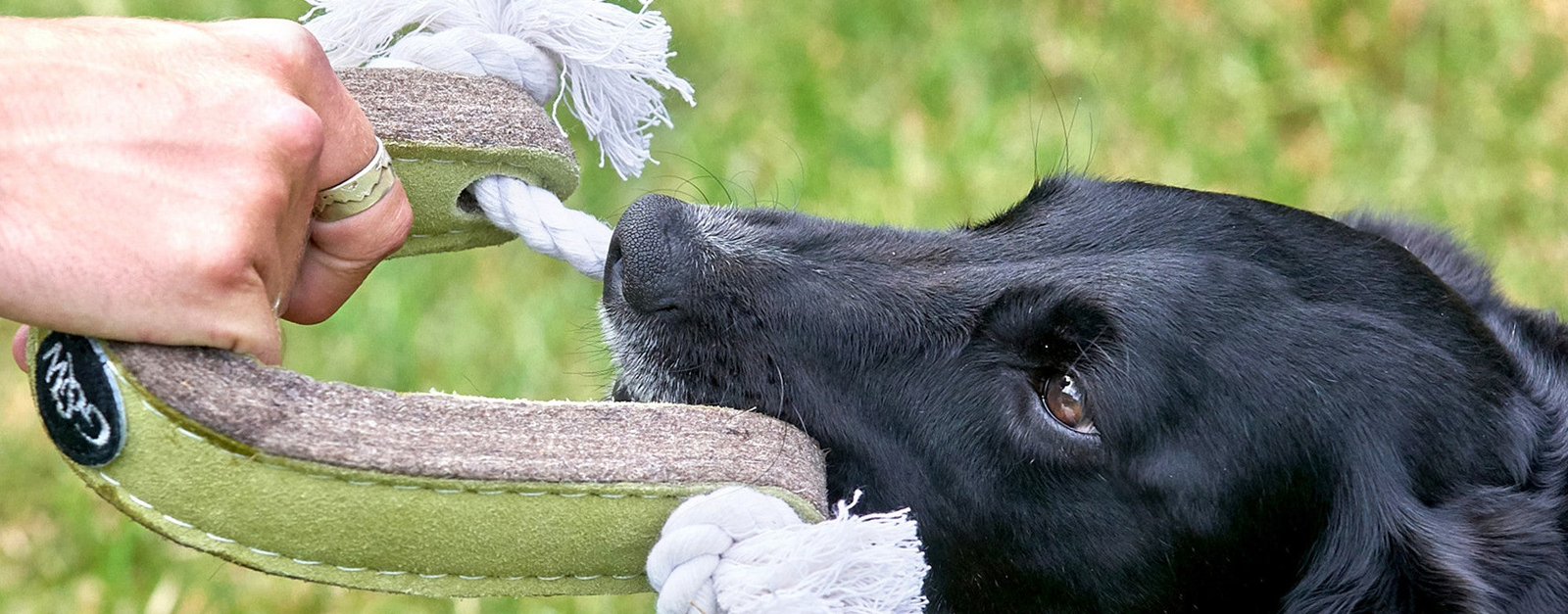 CHEWS, SNACKS & TOYS