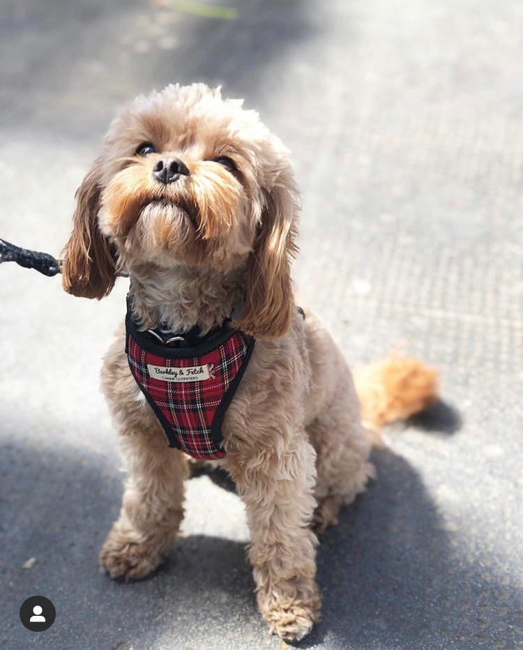 Barkley &amp; Fetch Red Tartan Soft Harness