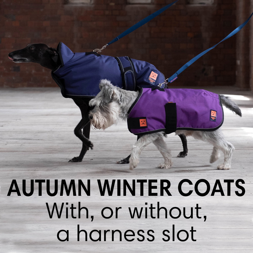 Dog jumpers ireland sale
