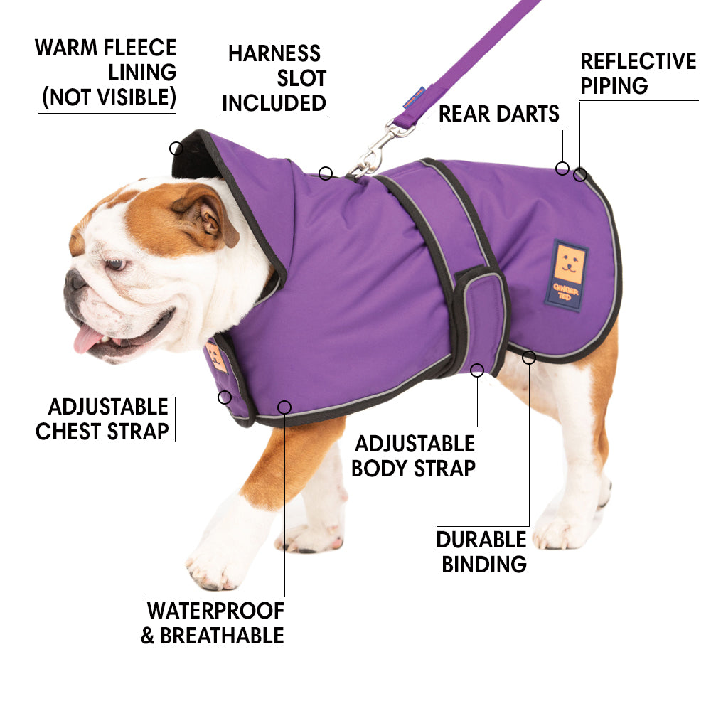 A large size bulldog dog wearing a black waterproof warm lined coat by Ginger Ted featuring adjustable straps and reflective piping. 