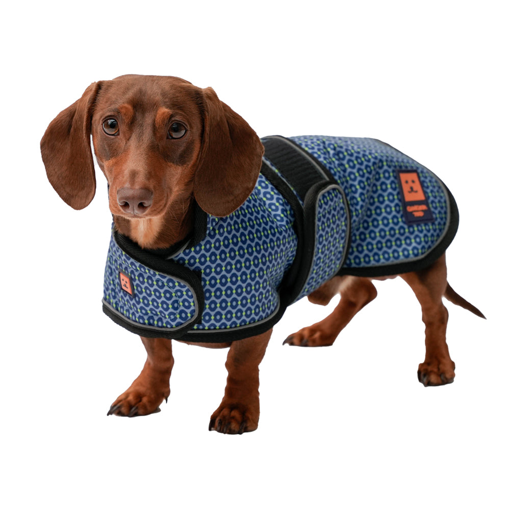 A  brown dachshund dog wearing a limited edition Coastal Blue pattern waterproof warm lined coat by Ginger Ted featuring adjustable straps and reflective piping.