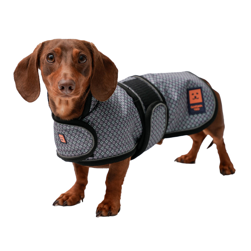A  brown dachshund dog wearing a limited edition Coastal Blue pattern waterproof warm lined coat by Ginger Ted featuring adjustable straps and reflective piping.