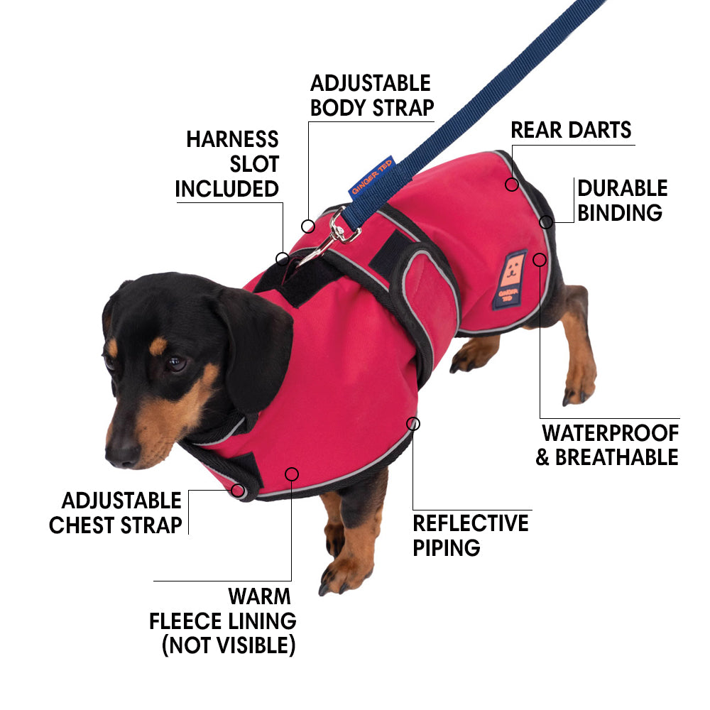A small black Dachshund dog wearing a cherry red waterproof warm lined coat by Ginger Ted featuring adjustable straps, harness slot and reflective piping.