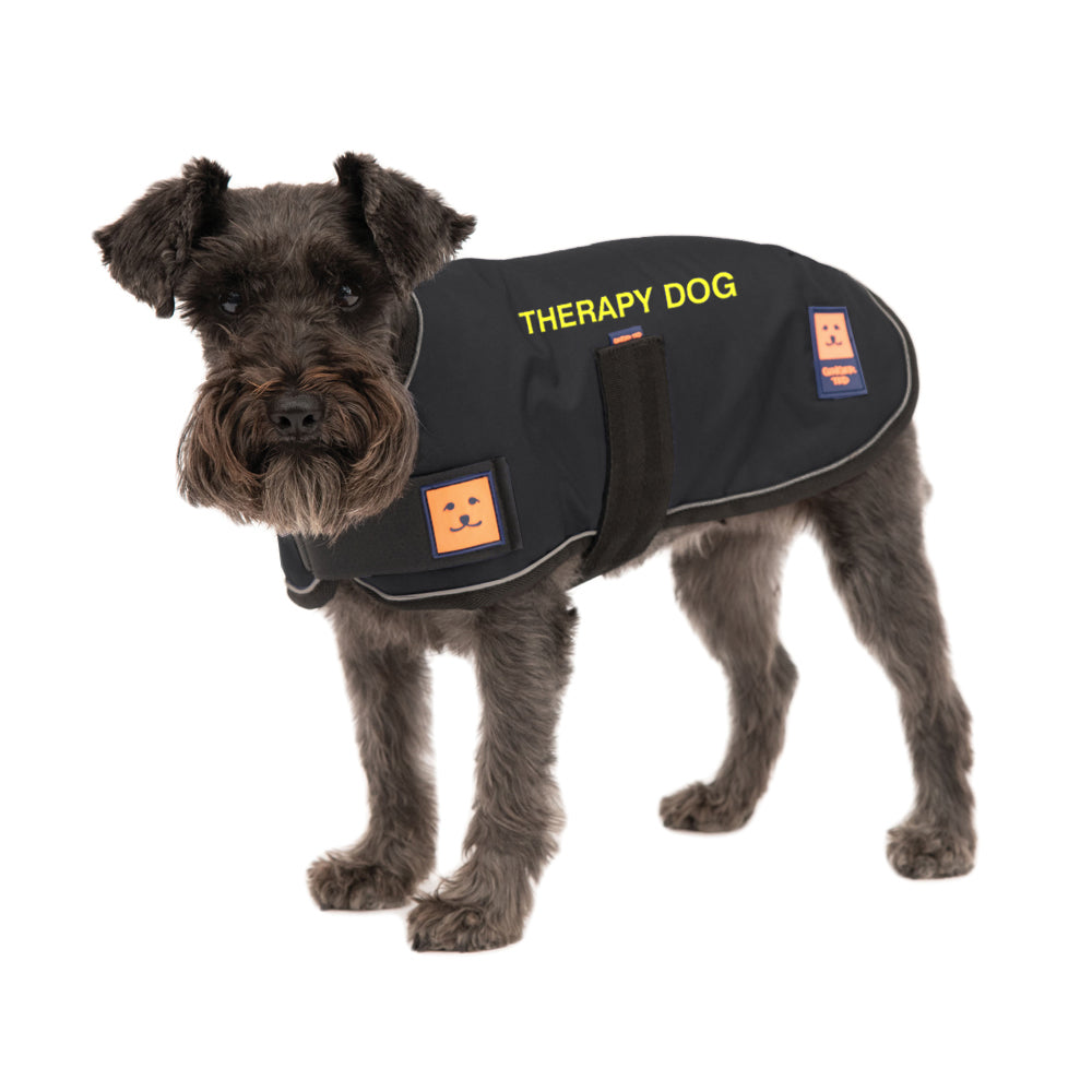 A medium size black schnauzer dog wearing a black waterproof warm lined coat by Ginger Ted featuring yellow embroidered THERAPY DOG text 