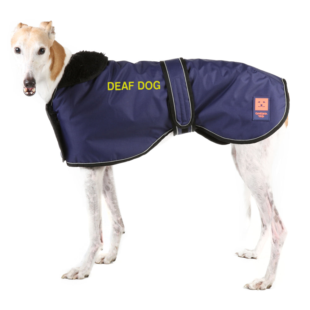 A medium size grey greyhound dog wearing a navy blue waterproof warm lined coat by Ginger Ted featuring yellow embroidered DEAF DOG text

