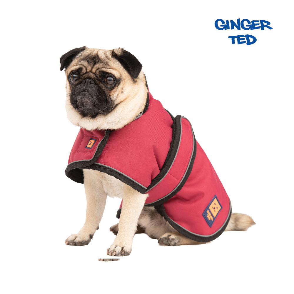 A small size beige Pug dog wearing a cherry red lightweight waterproof coat by Ginger Ted featuring adjustable straps and reflective piping.
