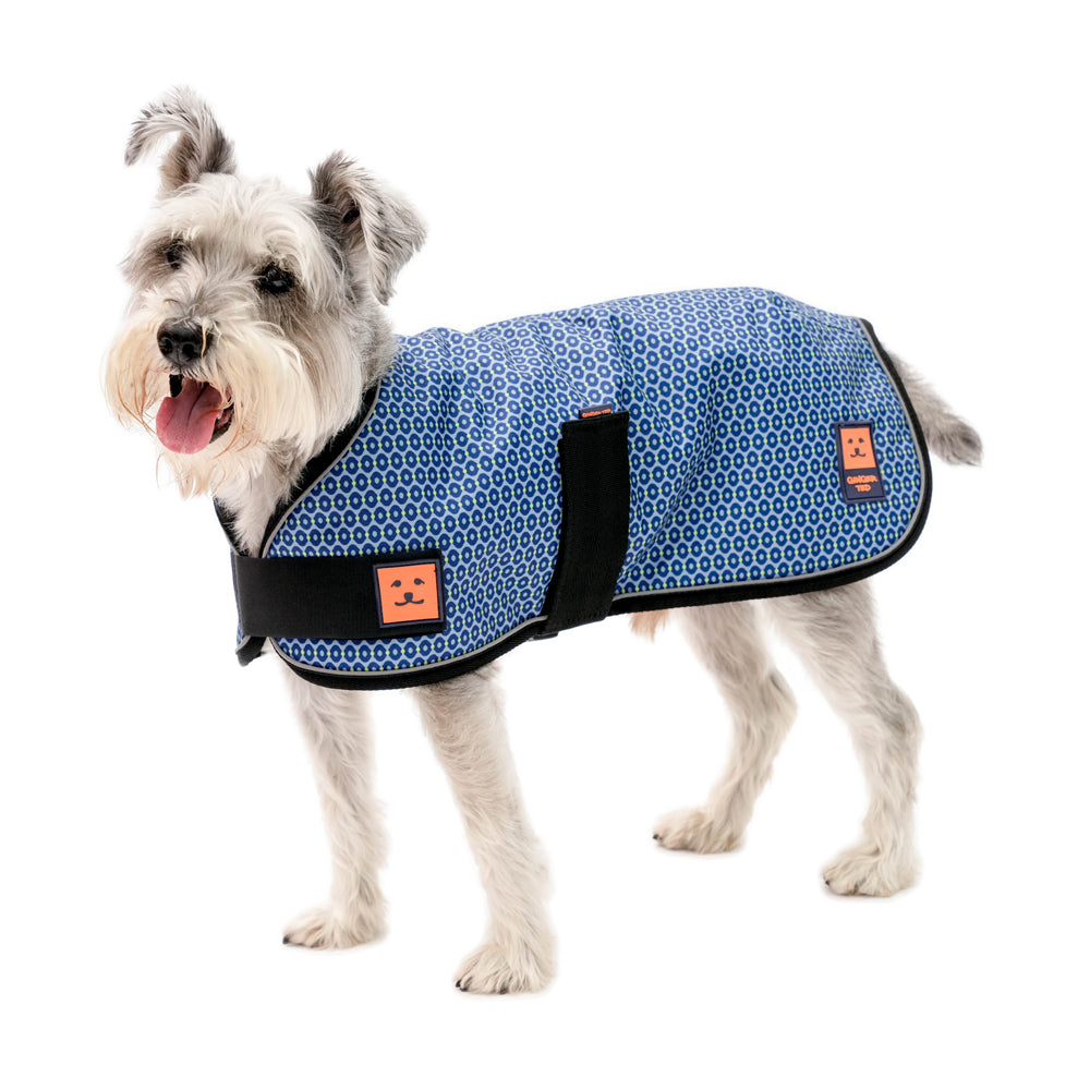 A medium size grey schnauzer dog wearing a limited edition Coastal Blue   pattern waterproof warm lined coat by Ginger Ted featuring adjustable straps and reflective piping.