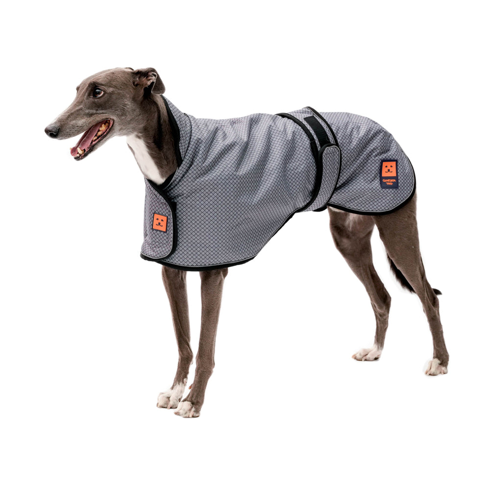 A grey greyhound dog wearing a limited edition Heather Field pattern waterproof warm lined coat by Ginger Ted featuring adjustable straps and reflective piping.