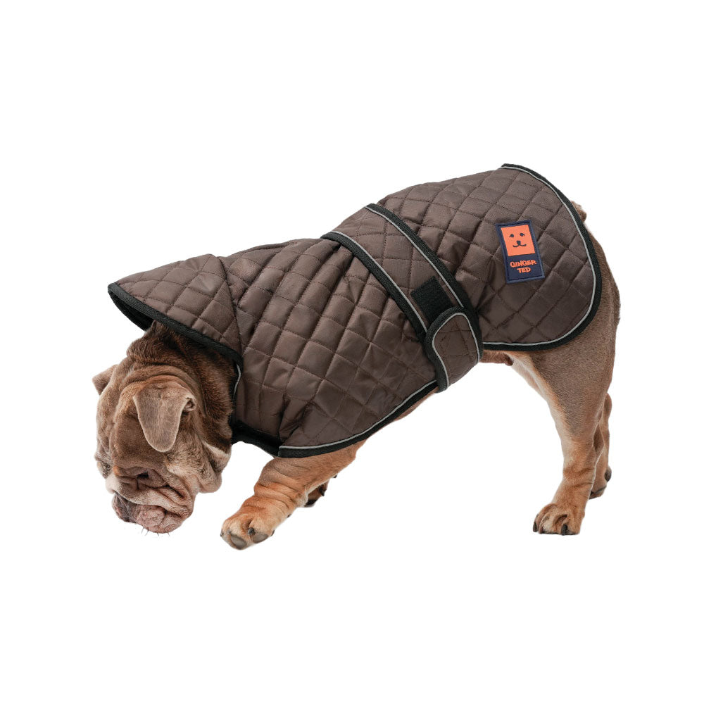 Thermal Quilted Harness Bulldog French Coat Harness Ginger Ted Ltd