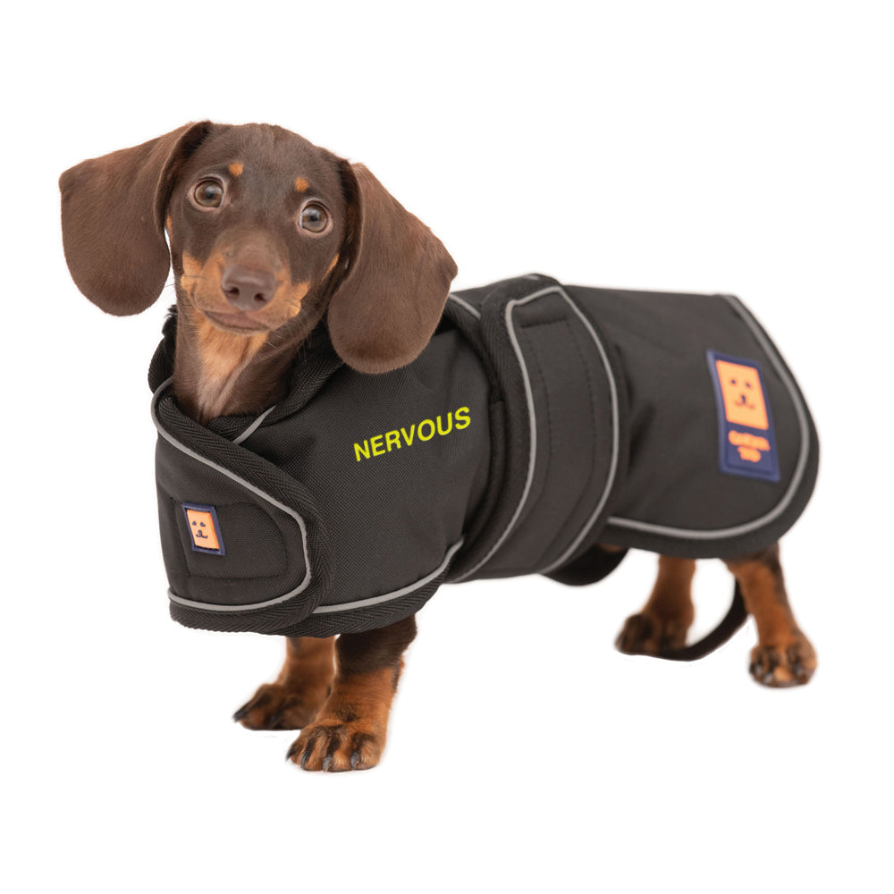A brown Dachshund dog wearing a black waterproof warm lined coat by Ginger Ted featuring yellow embroidered NERVOUS text 