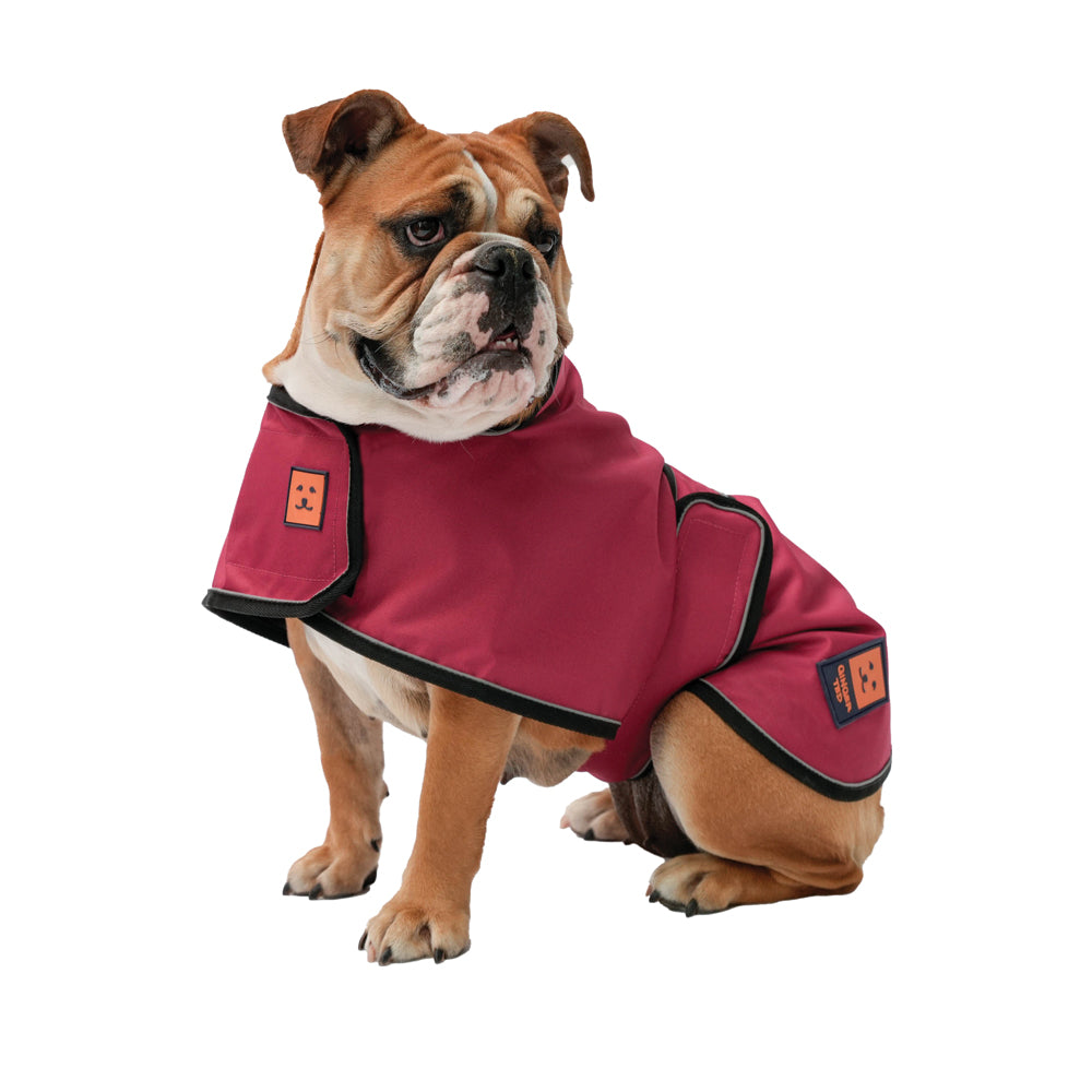 A large size bulldog dog wearing a cherry red lightweight waterproof coat by Ginger Ted featuring adjustable straps and reflective piping.