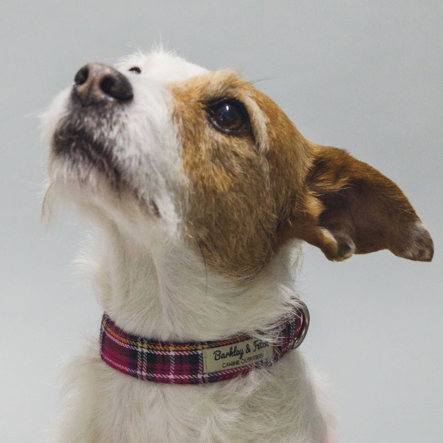 Barkley &amp; Fetch Bright Pink Tartan Dog Collar
