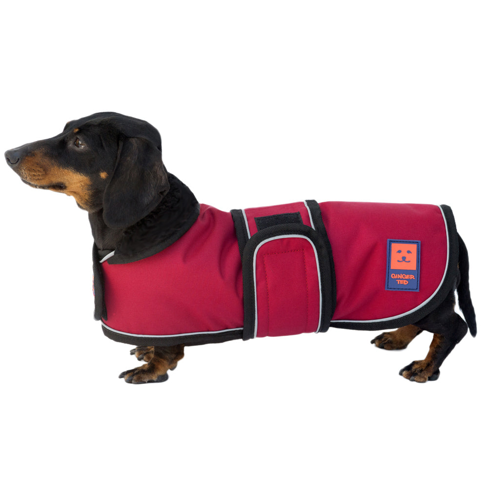 A medium size black Dachshund dog wearing a black lightweight waterproof coat by Ginger Ted featuring adjustable straps and reflective piping.