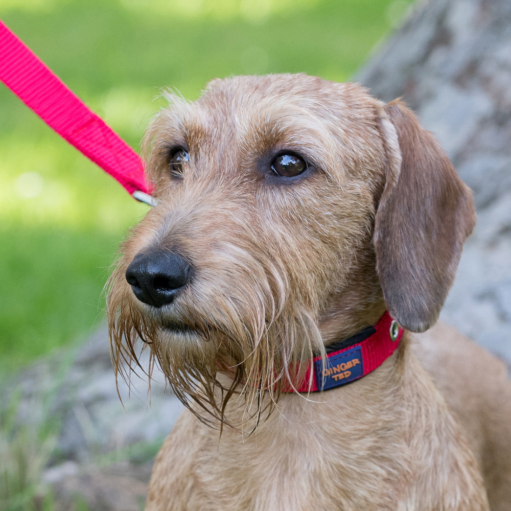 Comfort Nylon Padded Adjustable Dog Collar & Lead Value Pack