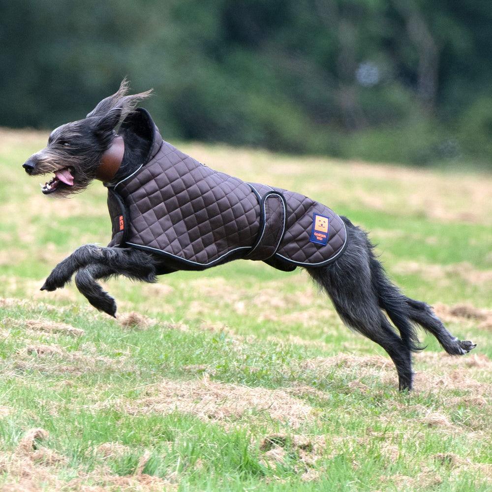 Ginger Ted Thermal Quilted Greyhound Coat. Warm fleece lining, reflective piping, harness slot. For whippets, lurchers & greyhounds