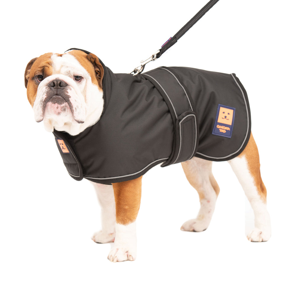 A large size bulldog dog wearing a black waterproof warm lined coat by Ginger Ted featuring adjustable straps and reflective piping. 