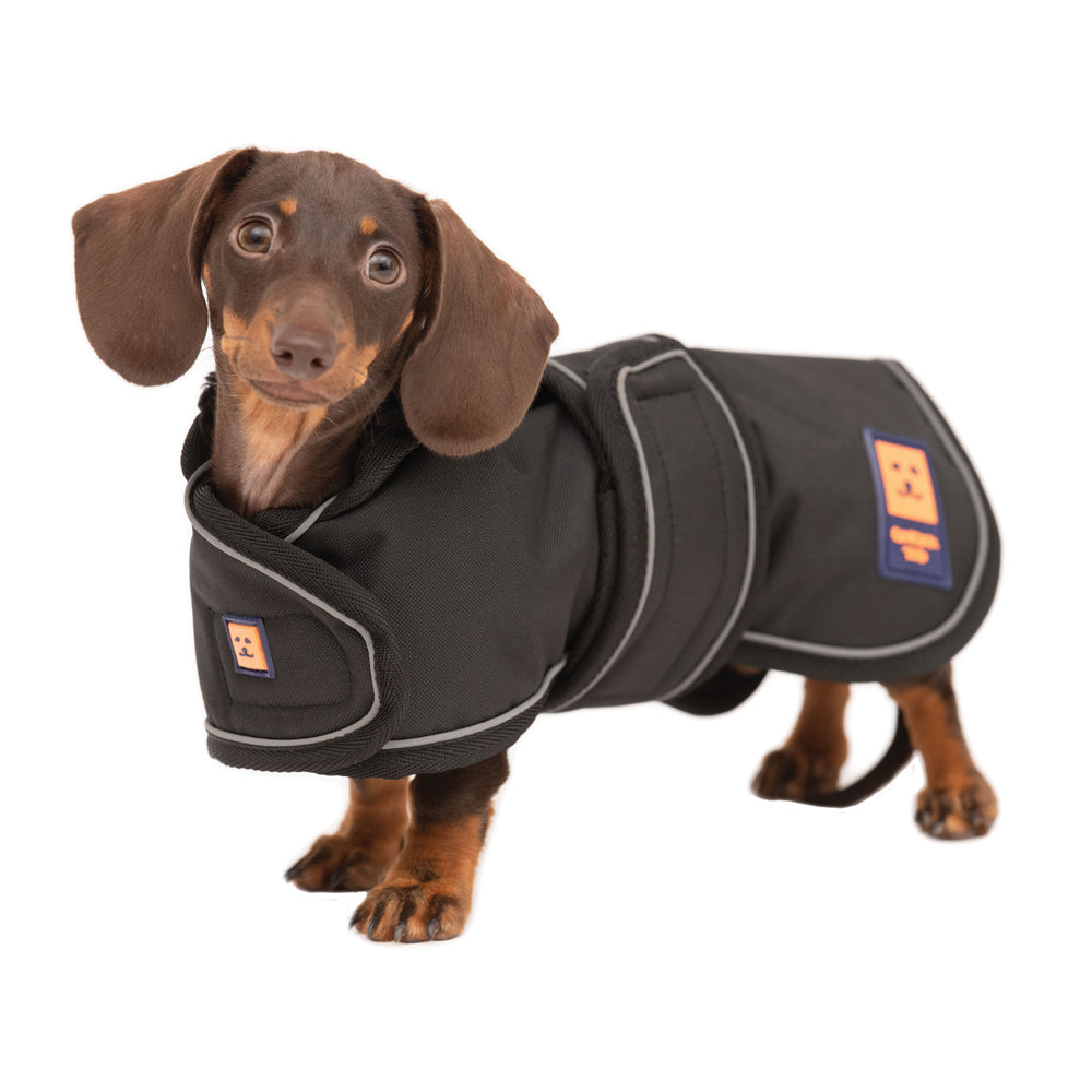 A brown Dachshund dog wearing a hi-vis yellow lightweight waterproof coat by Ginger Ted featuring adjustable straps and reflective piping.