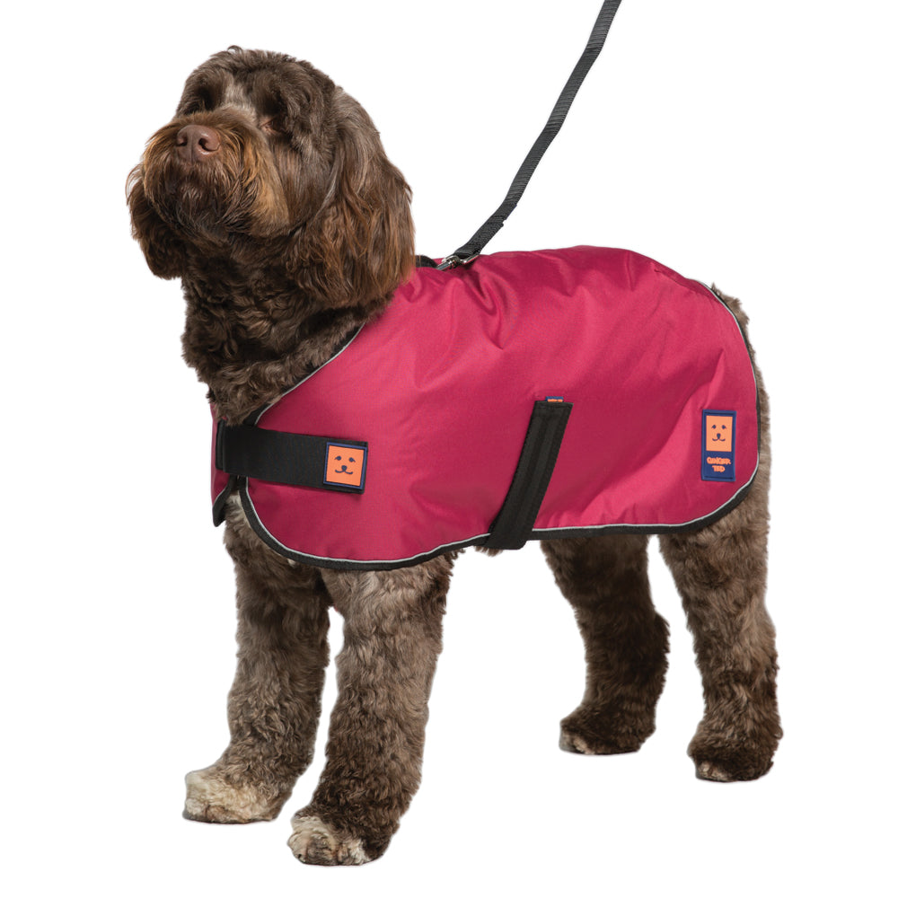 A medium size brown dog wearing a cherry red waterproof warm lined coat by Ginger Ted featuring adjustable straps, harness slot and reflective piping.