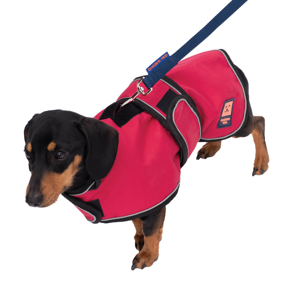 A small black Dachshund dog wearing a cherry red waterproof warm lined coat by Ginger Ted featuring adjustable straps, harness slot and reflective piping.