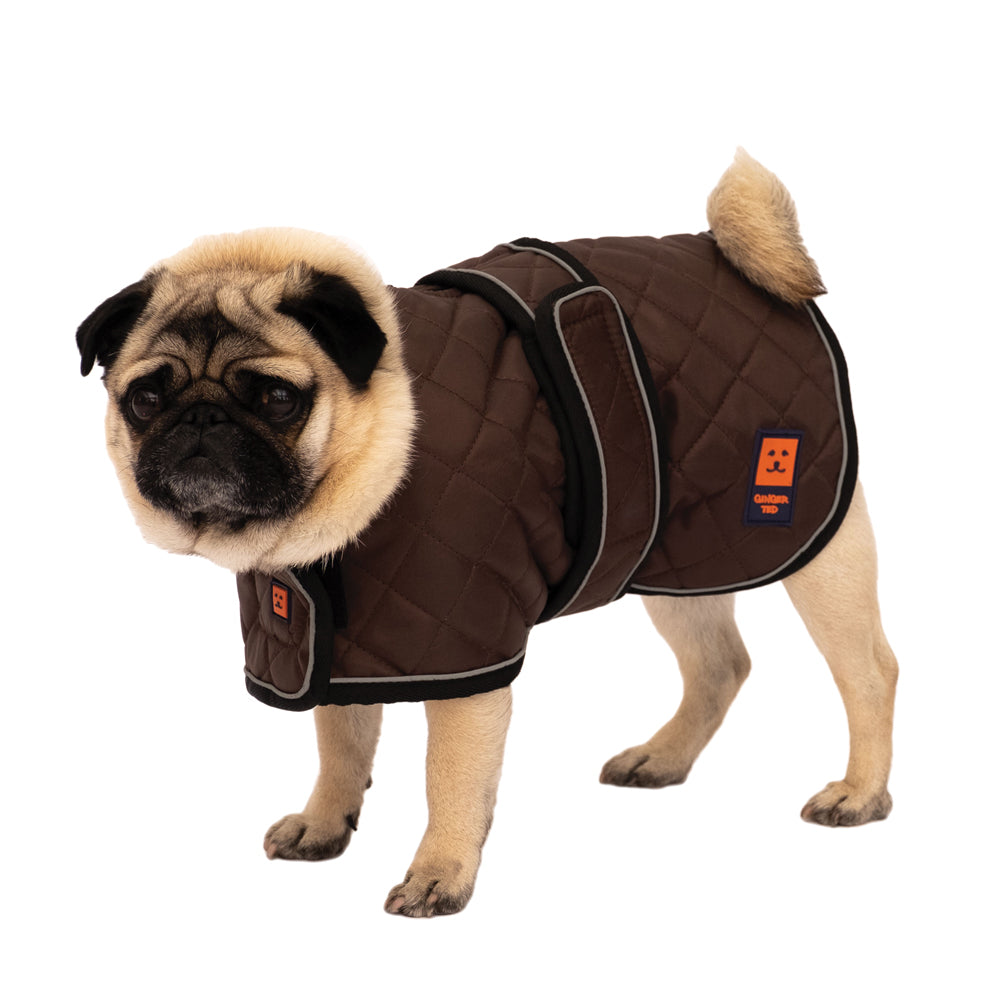 Thermal Harness Pug / Frenchie Coat