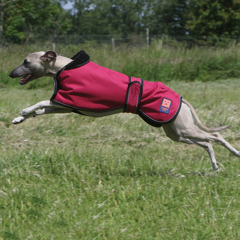 Shower Waterproof Greyhound Whippet Lurcher Coat Ginger Ted Ginger